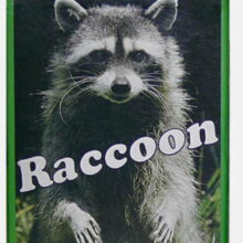 Raccoon, Christian Gronau, Picture Cards